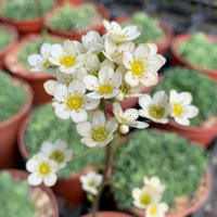 Saxifraga  'Rainsley Seedling'